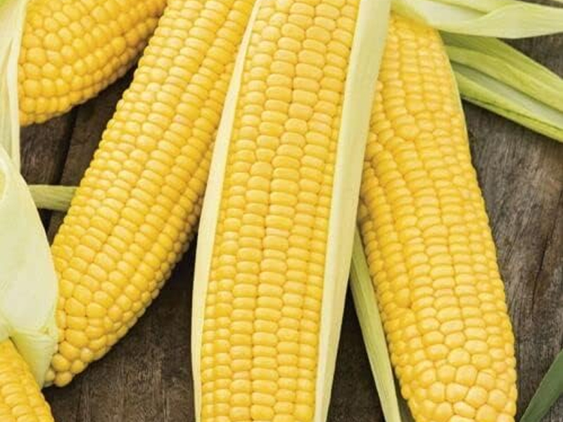 corn4